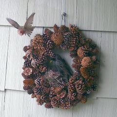 House Finch Nesting Attempts