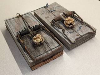 Vole Traps: Rebaited