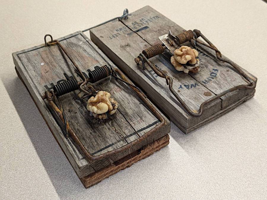 Rat traps - walnut halves