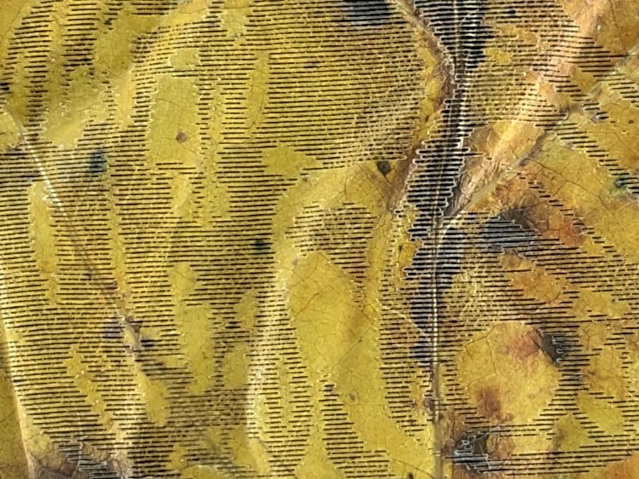 Engraved leaf - detail