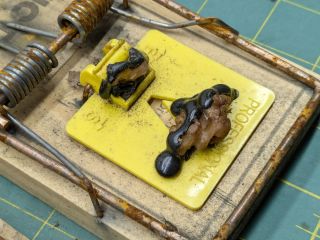 Vole Traps: End of&nbsp;Season