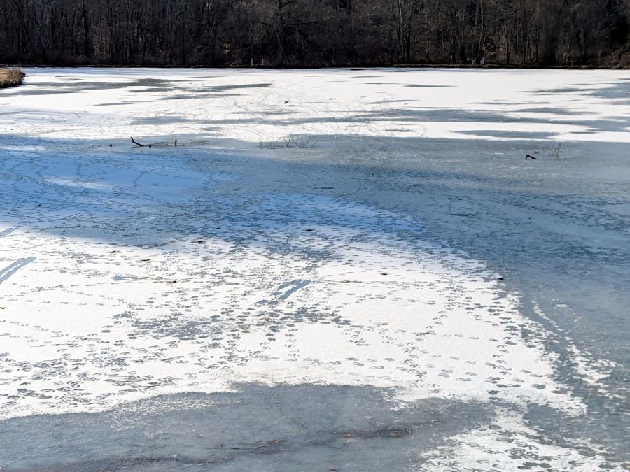 Goose Tracks - Vassar Sunset Lake - A