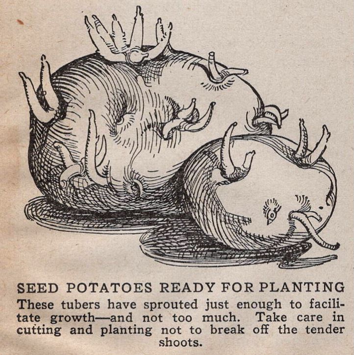 Garden Encyclopedia - Potatoes - engraving scan
