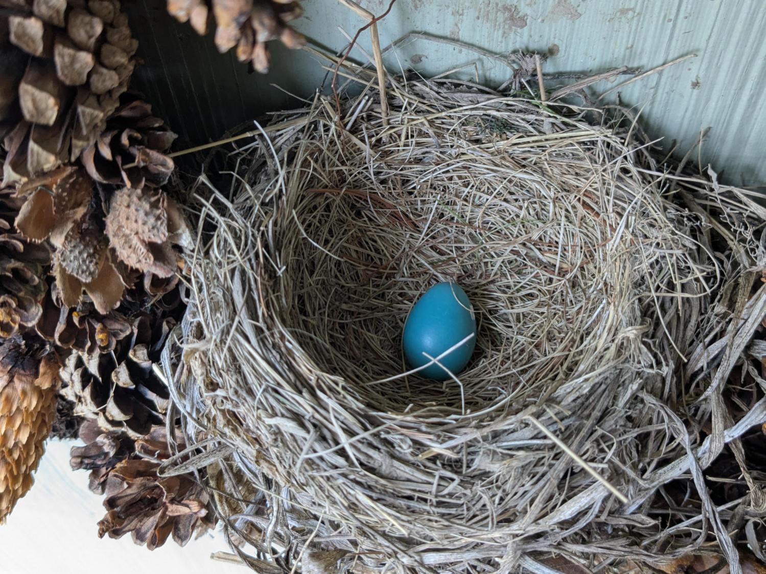 Wreath Robin Nest - 2025-05-18