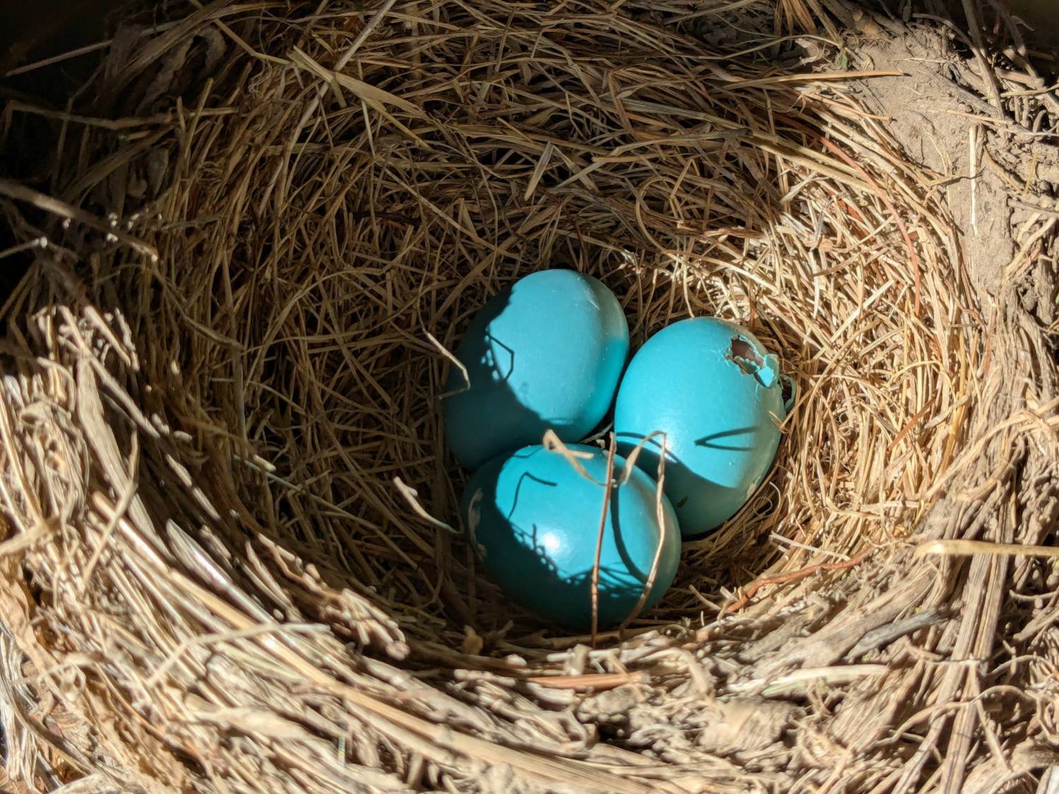 Wreath Robin Nest - 2025-05-19