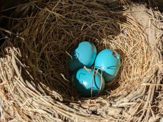 Wreath Robins