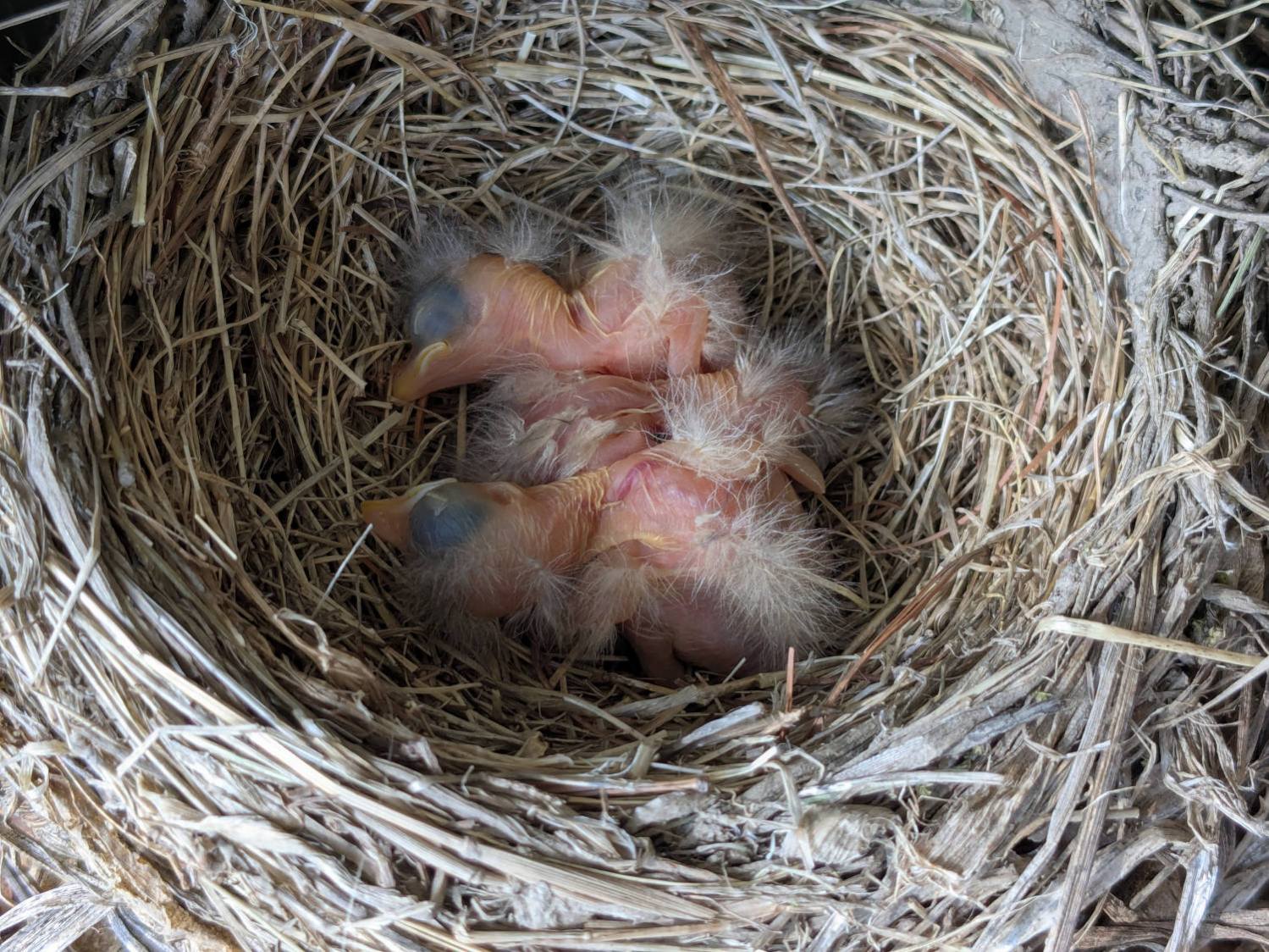 Wreath Robin Nest - 2025-05-20