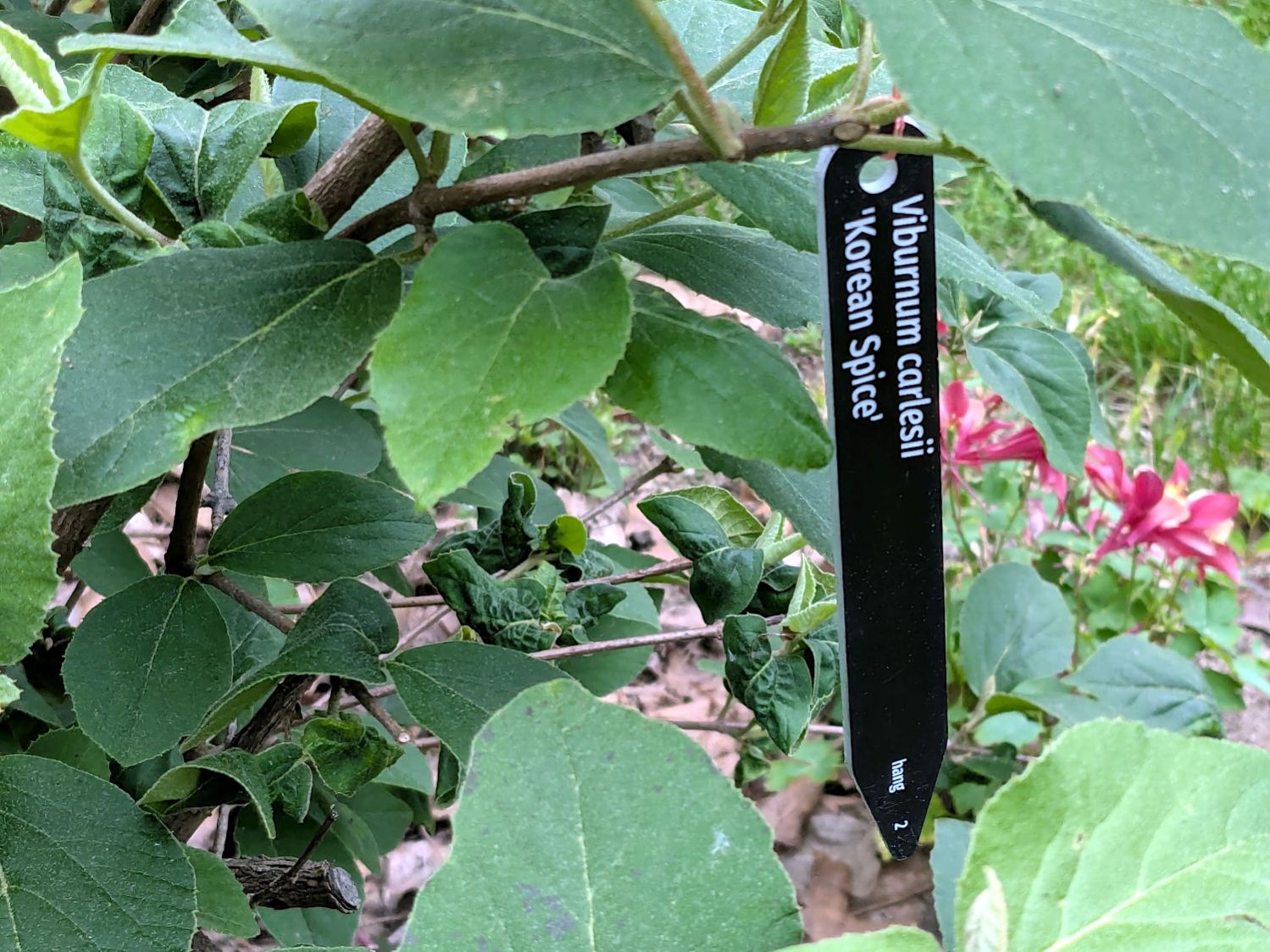 Trolase CSV plant markers - hang installed