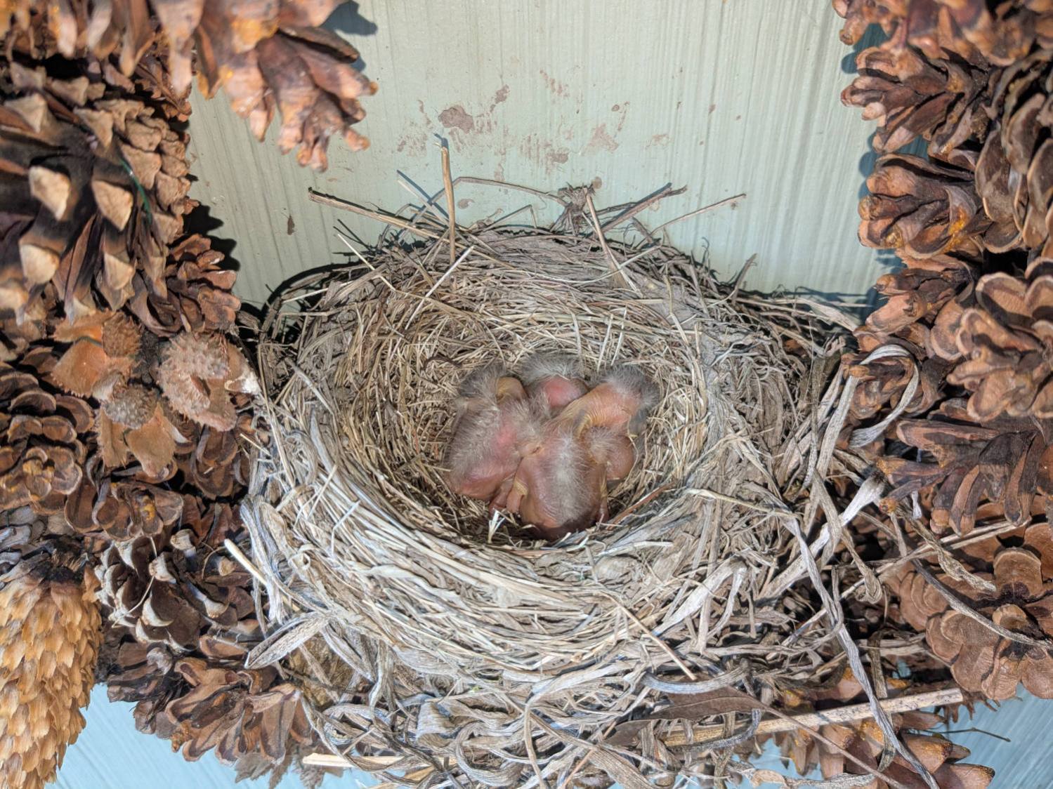 Wreath Robin Nest - 2025-05-21