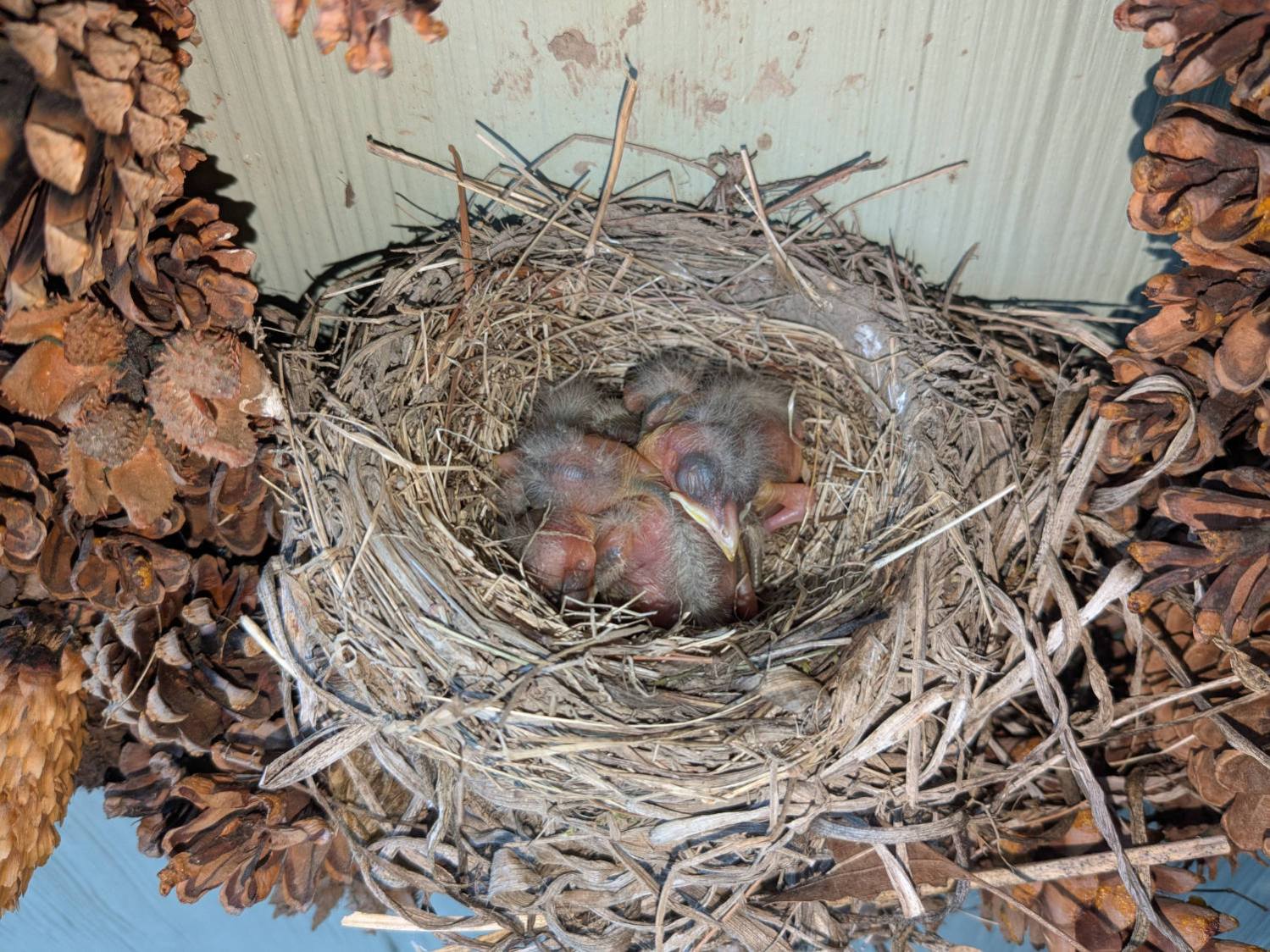 Wreath Robin Nest - 2025-05-22