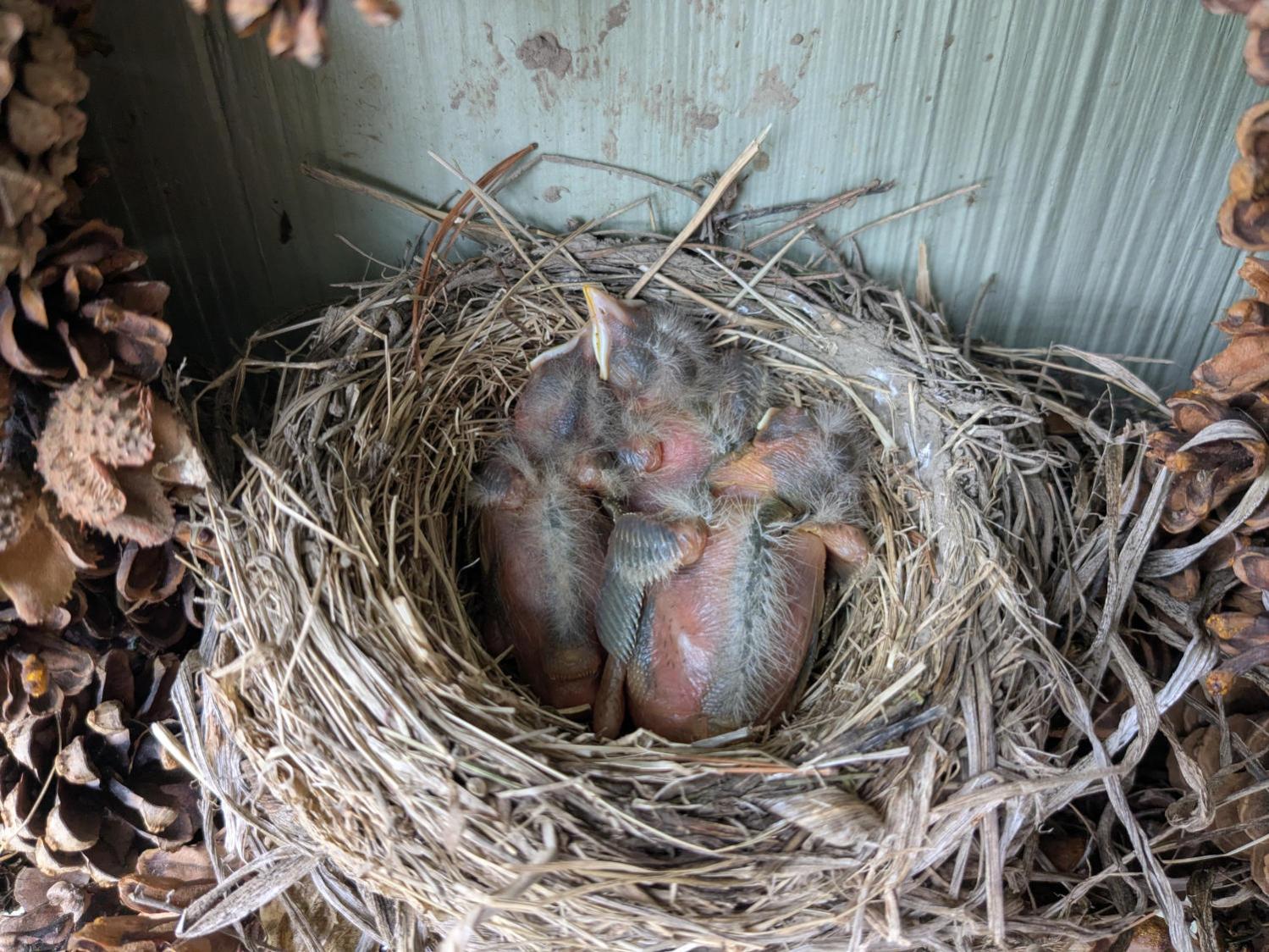 Wreath Robin Nest - 2025-05-23