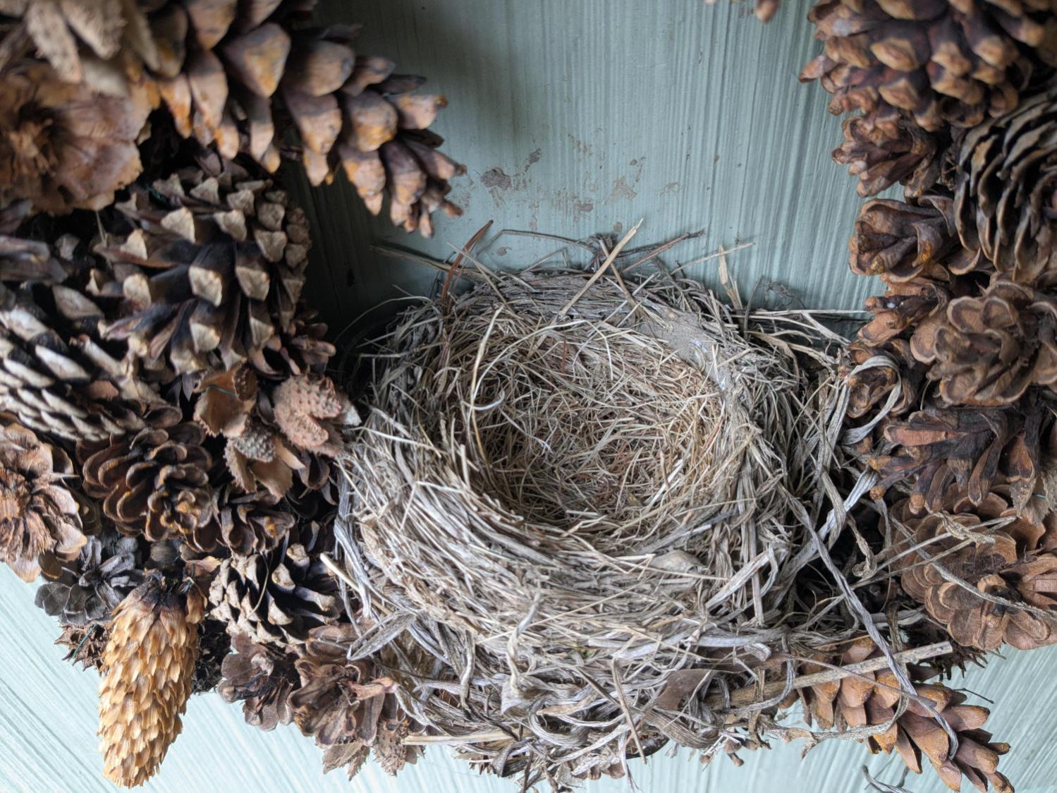 Wreath Robin Nest - 2025-05-24