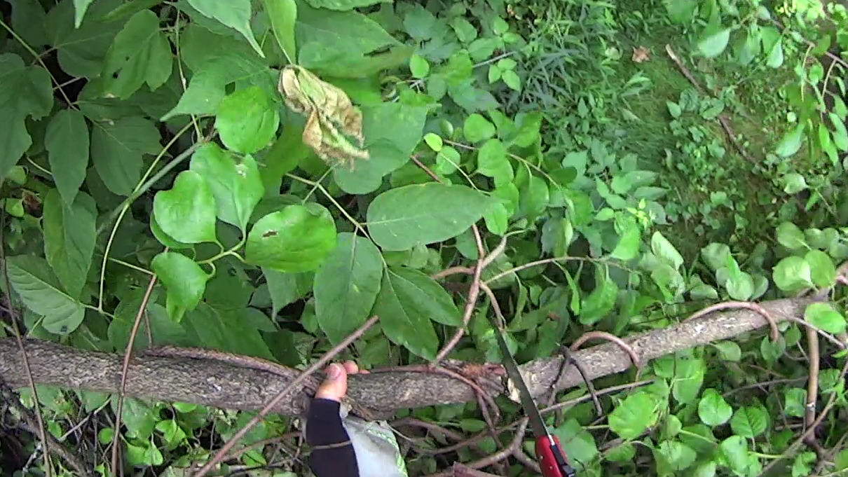 DCRT Brush Trimming - discarded tree - 2025-07