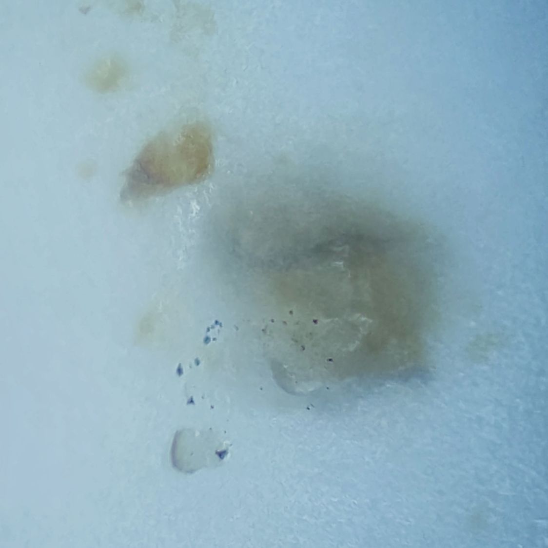 Hood Heavy Cream seal - exterior detail