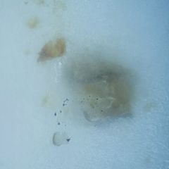 Hood Heavy Cream Seal: Whoopsie