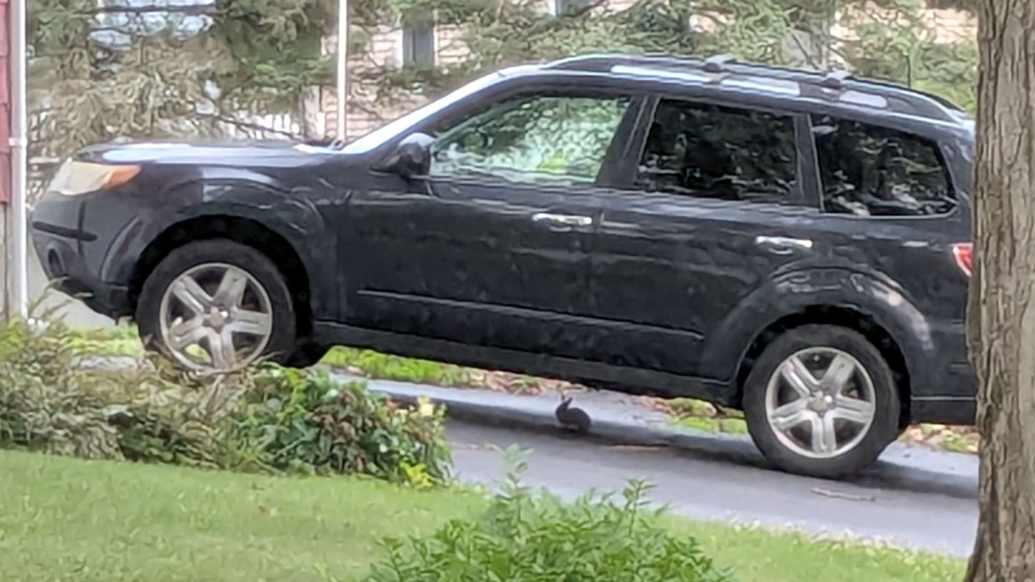 Rabbit - automotive hiding place