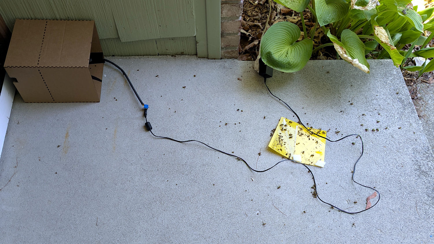 Wasp Blower - carnage