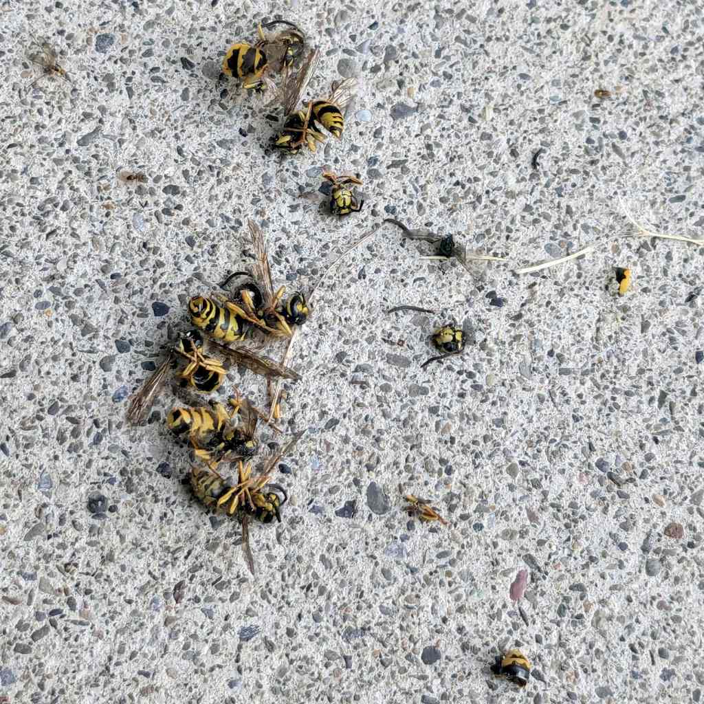 Wasp Blower: Carnage