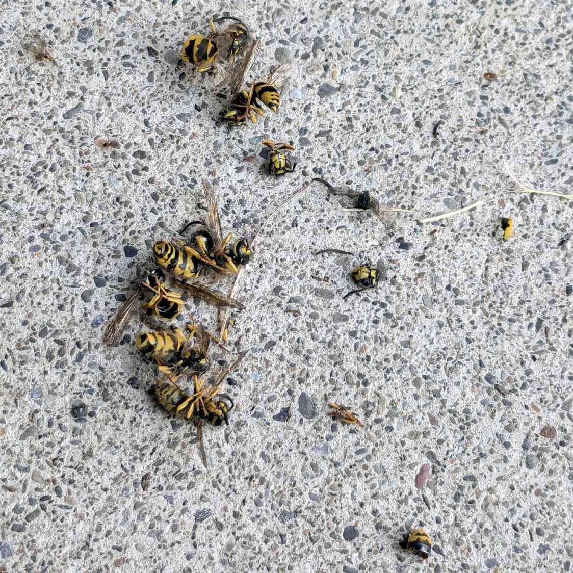 Wasp Blower - shattered wasps