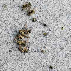 Wasp Blower: Carnage