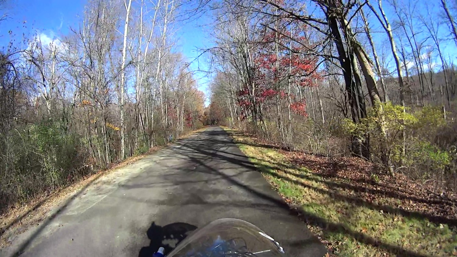 Hawk with snake 2025-11-04 - 082