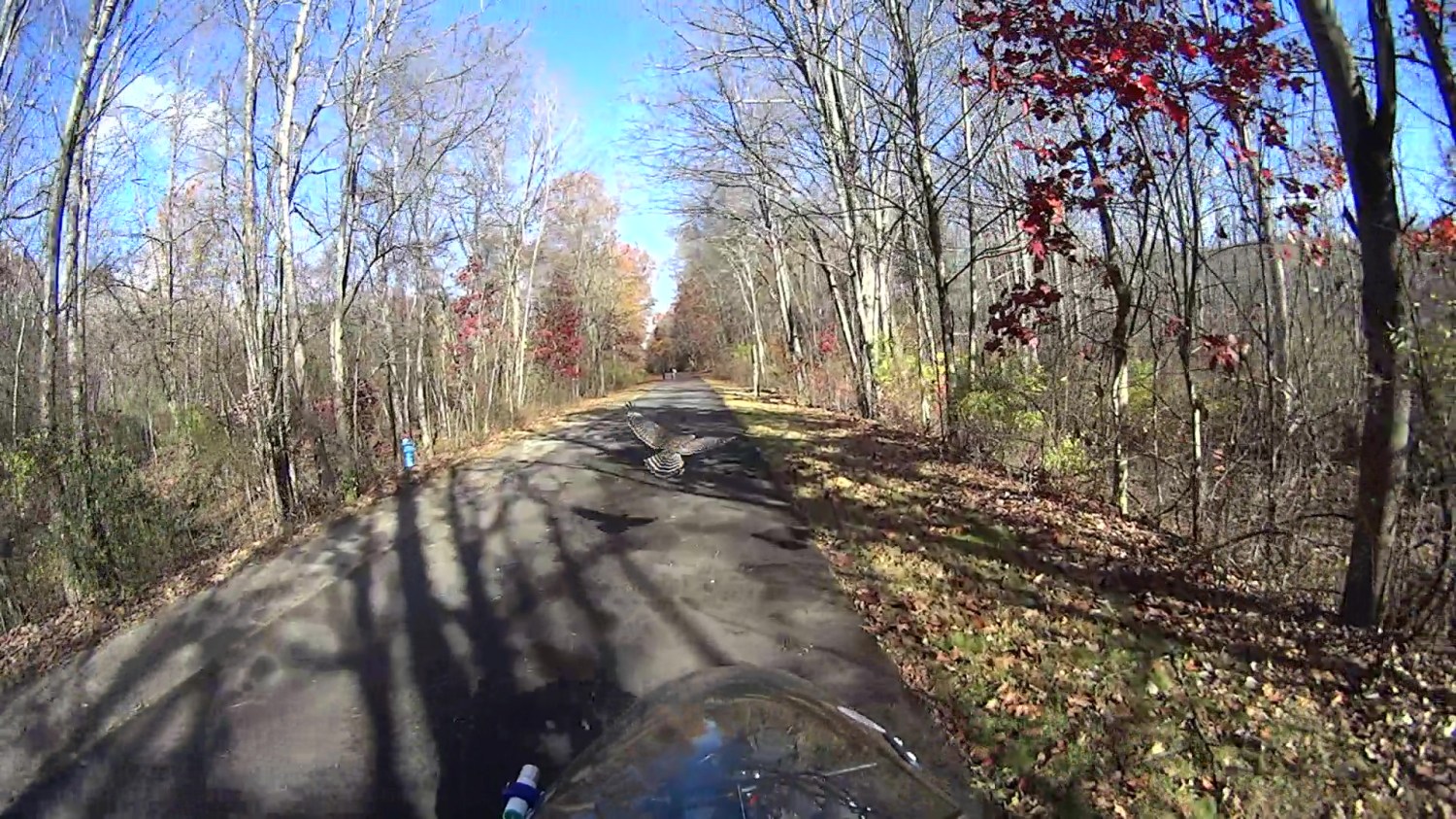 Hawk with snake 2025-11-04 - 207