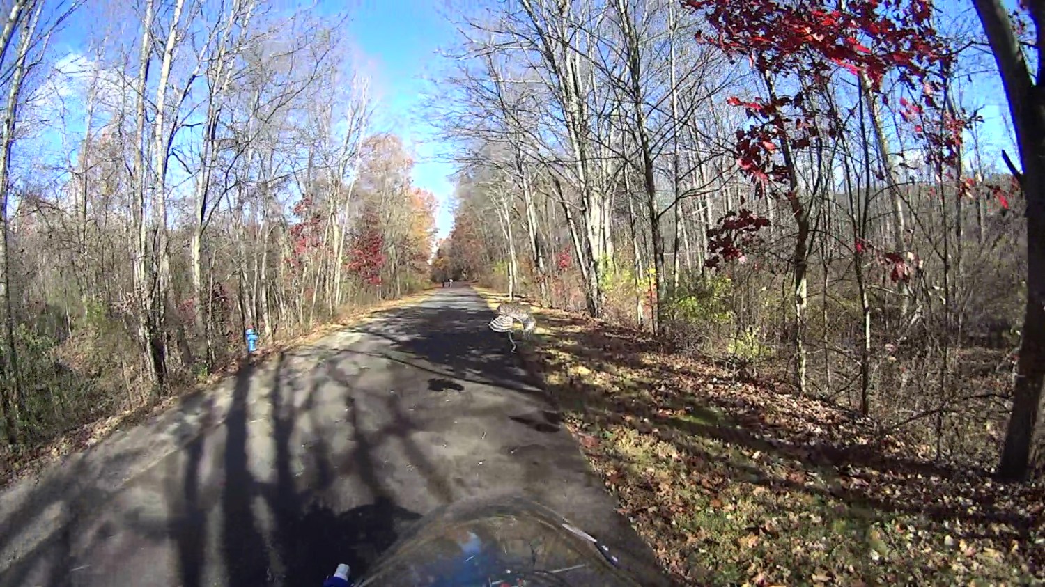 Hawk with snake 2025-11-04 - 213