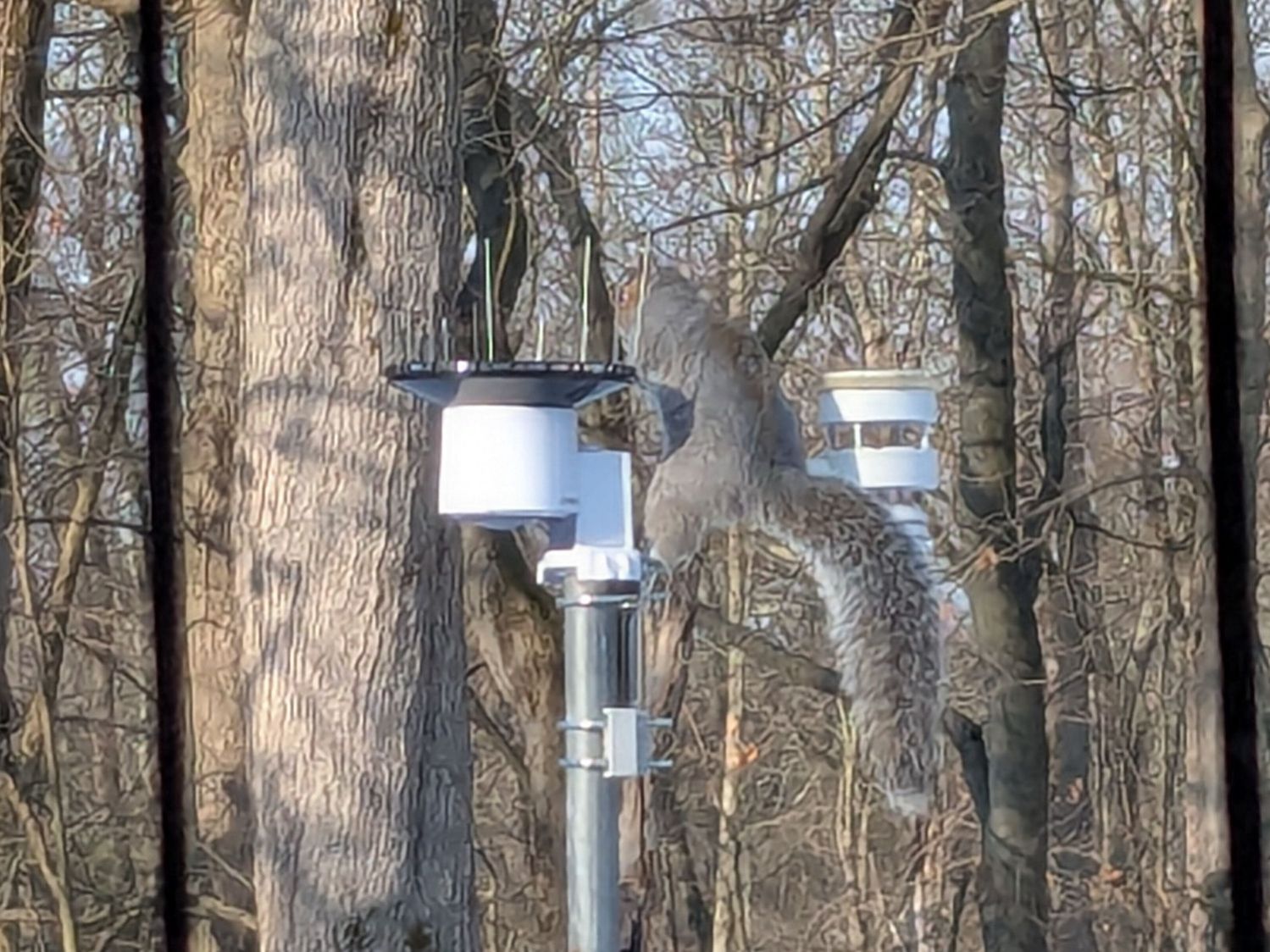 Squirrel atop WS-5000 Weather Station