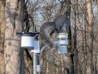 Most Disappointed Squirrel Ever