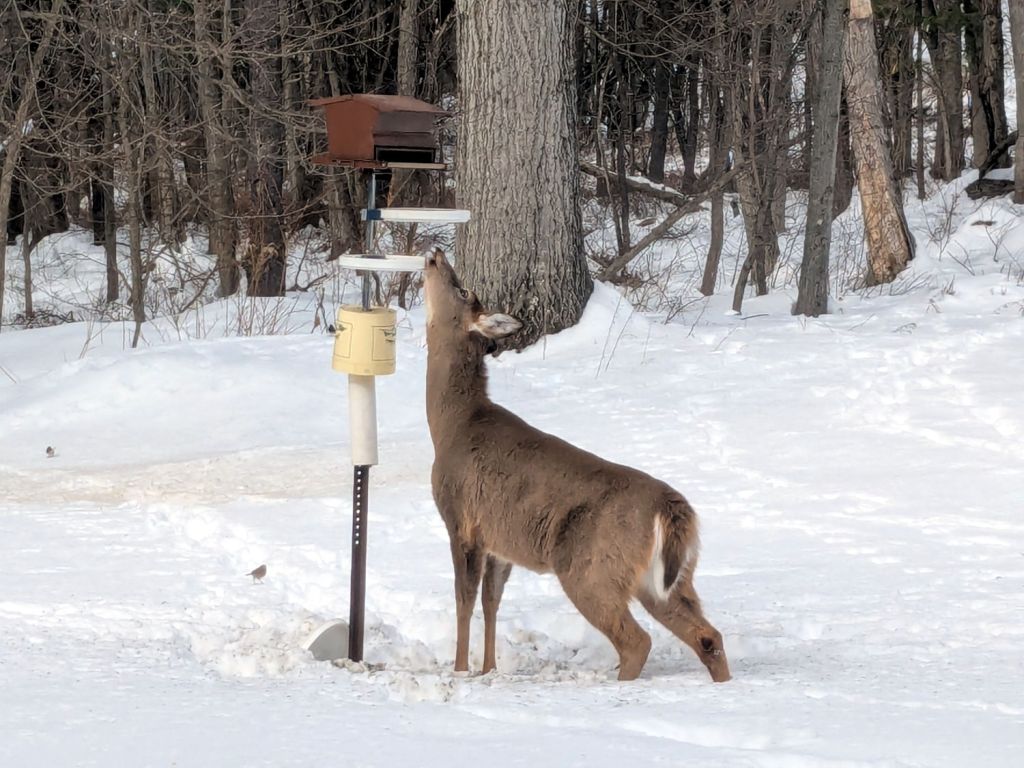 Deer at the Bird&nbsp;Feeder