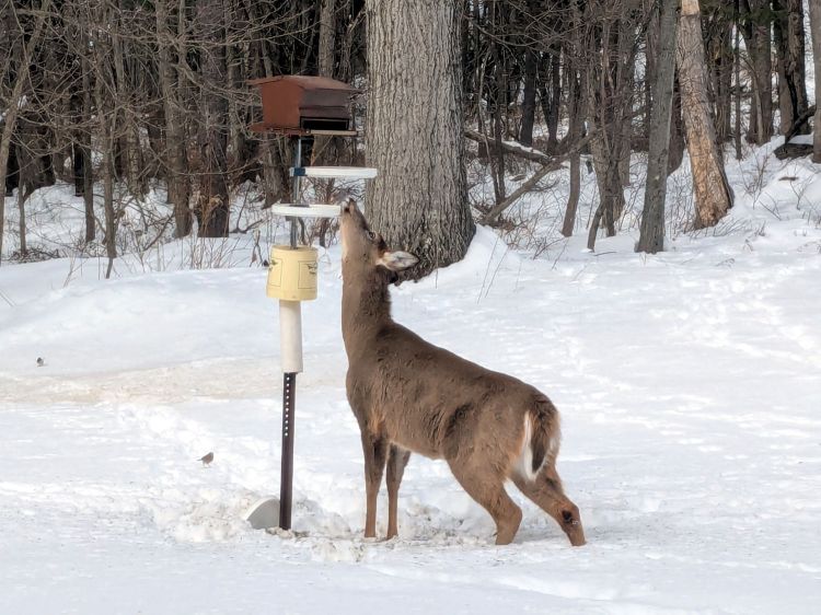 Deer at the Bird&nbsp;Feeder