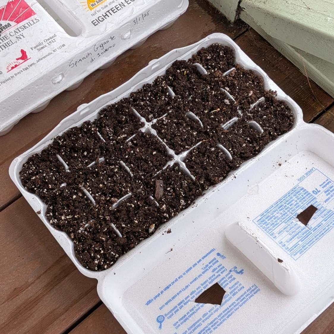 Egg carton sprouter - hand cut