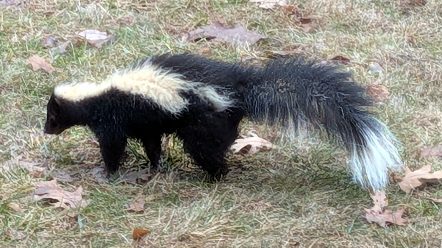 Sickly Skunk