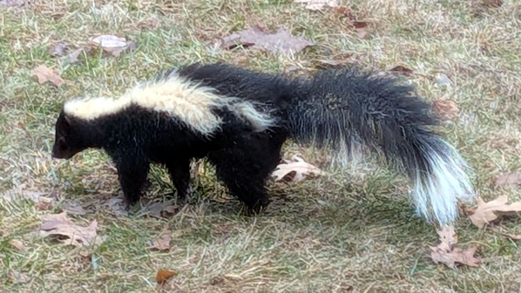Sickly Skunk
