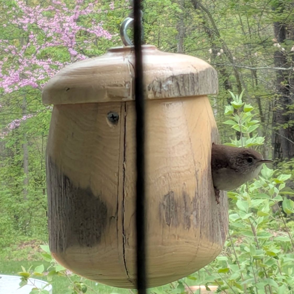 Bird House entrance reducer - wren exiting