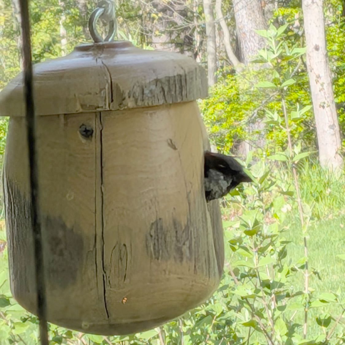 Bird House - sparrow inside