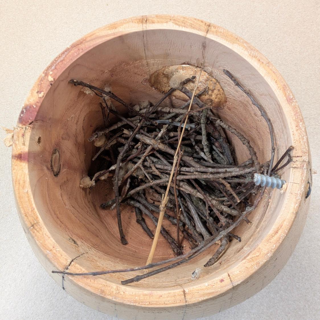 Bird House - nest base sticks