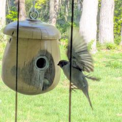 House Sparrow vs. House Wren vs. Entrance Reducer