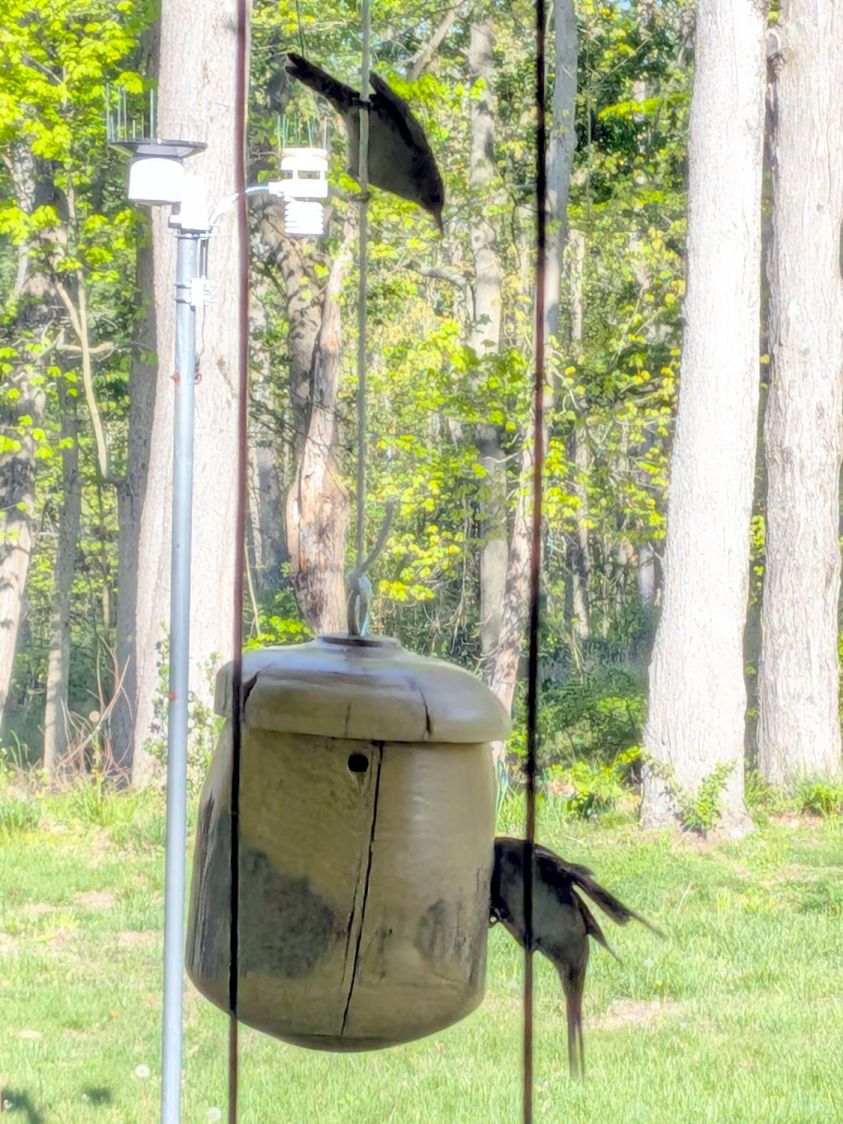 Bird House entrance reducer - wren vs sparrow