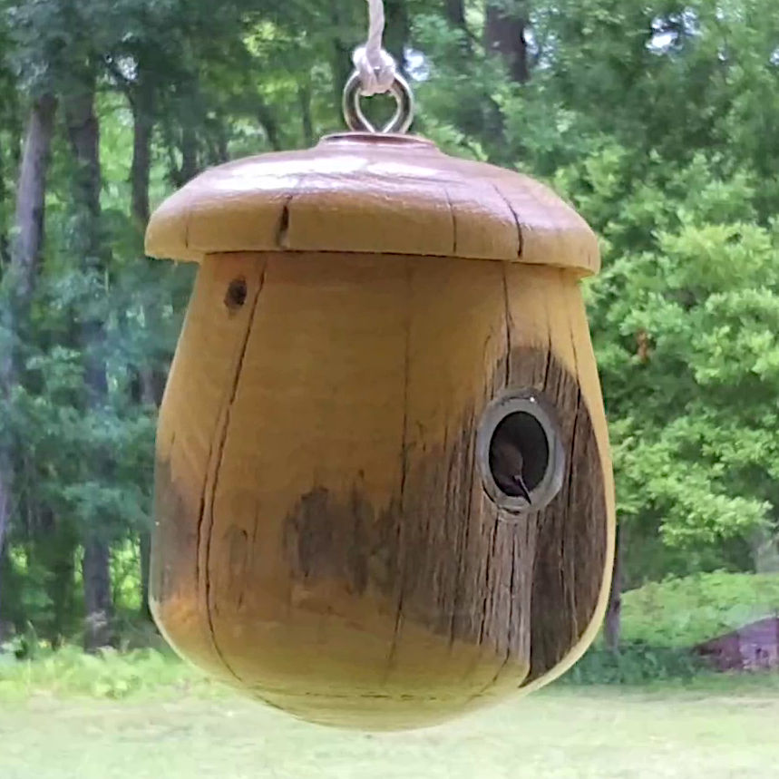 House Wren - second nest - 2026-06-30