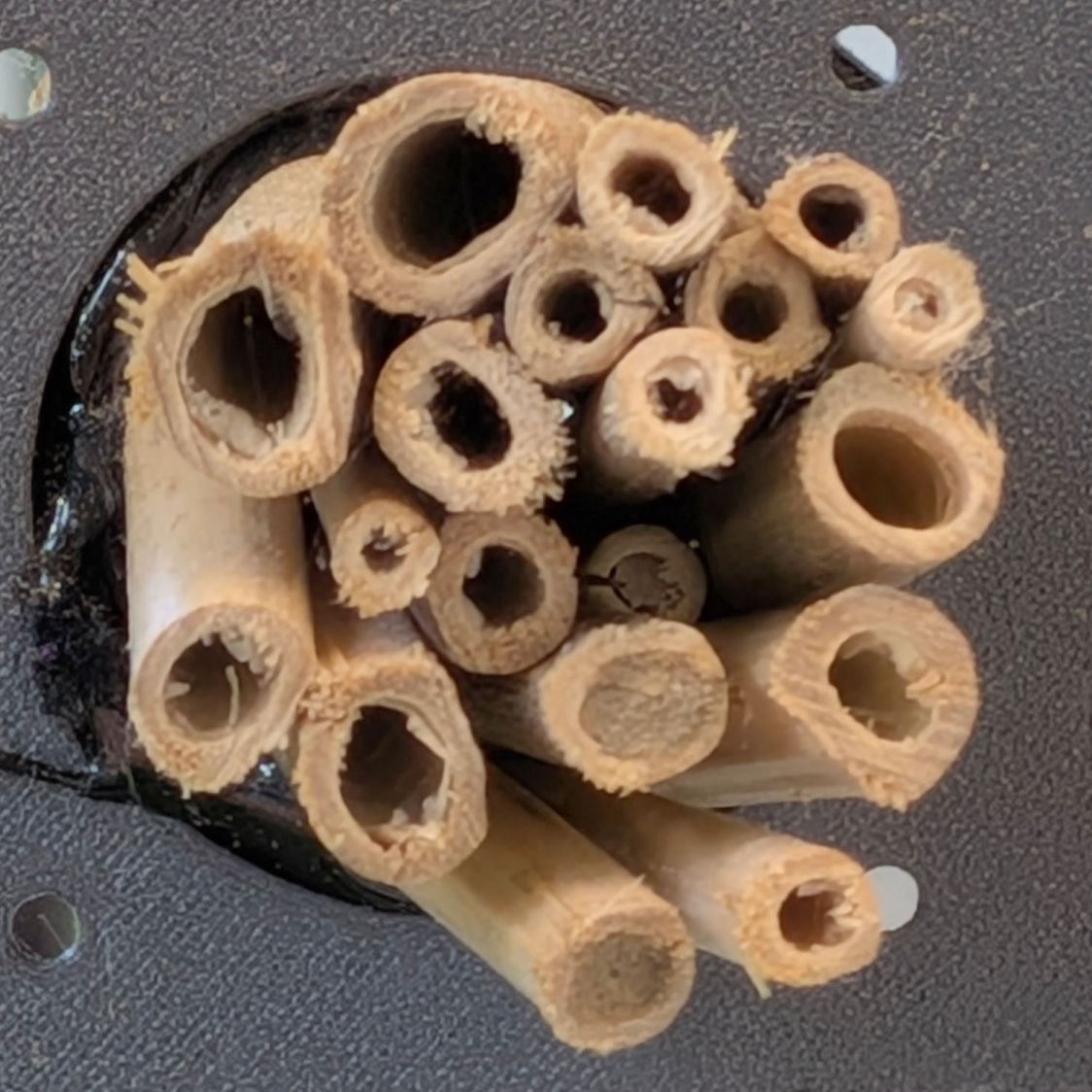 Bee Tunnel Nest - small A
