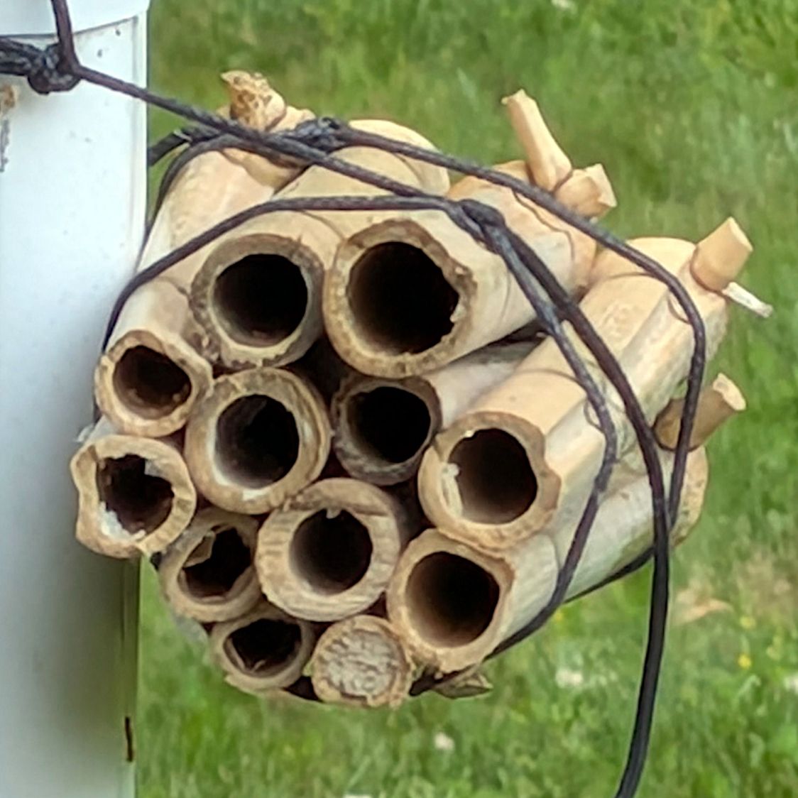 Bee Tunnel Nest - medium