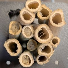 Bamboo Bee Tunnel Nests: In Use!