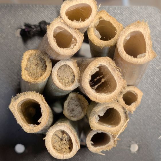 Bamboo Bee Tunnel Nests: In&nbsp;Use!