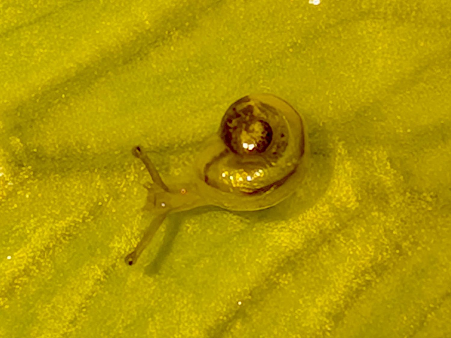 One-turn Snail - left side