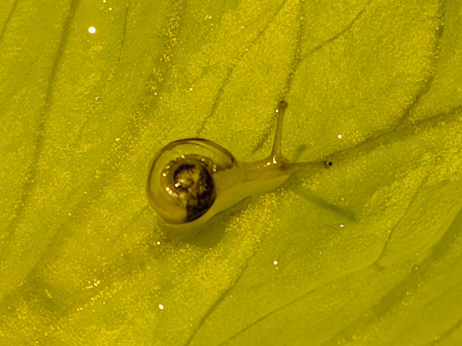 One-turn Snail - right side