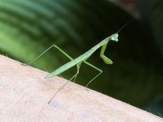 New Wildlife