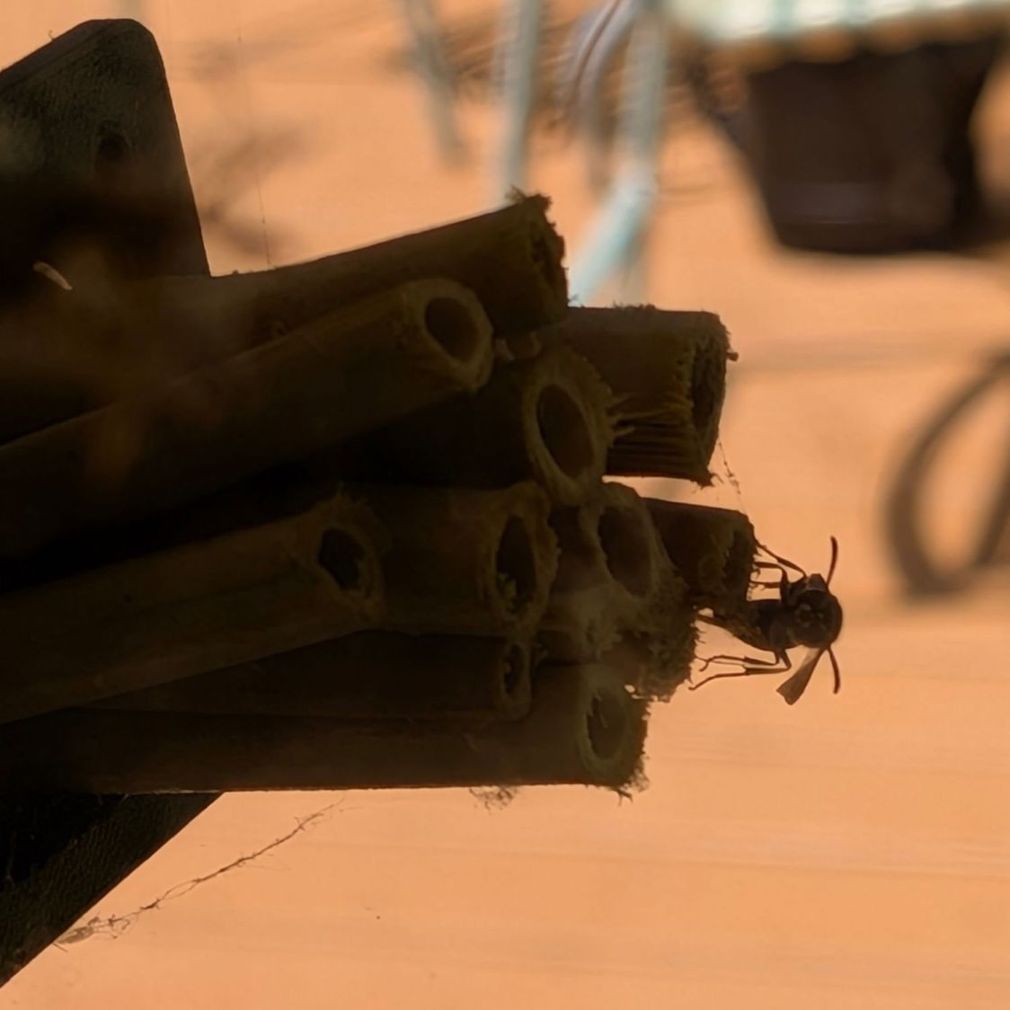Bee Tunnel Nest - wasp investigating