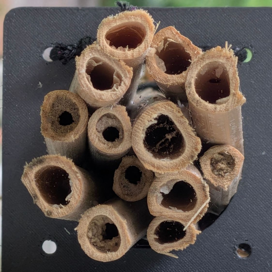 Bee Tunnel Nest - Small B