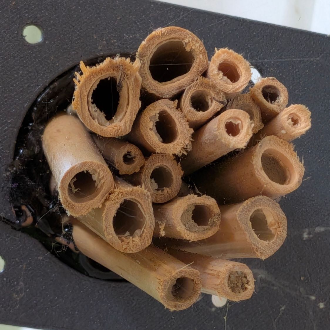 Bee Tunnel Nest - Small A